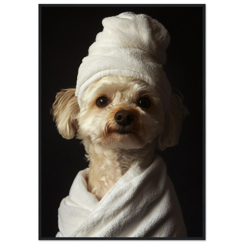 Perro con toalla blanca en la cabeza, foto de estudio con fondo negro.